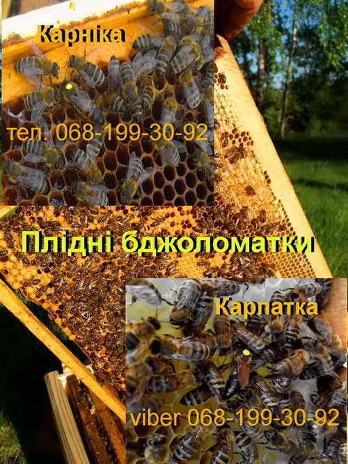 Бджоломатки плідні Карніка та Карпатка