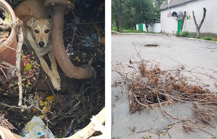 В Ізмаїлі з відкритого люка врятували собаку