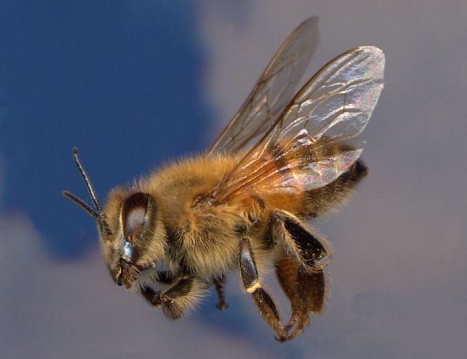 Измаильские пчелы захватили школу!