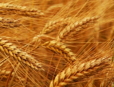 Преимущества фуражной пшеницы