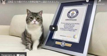 Японский кот, у которого есть свой YouTube-канал, угодил в Книгу рекордов Гиннеса с мега-результатом по просмотрам в сети