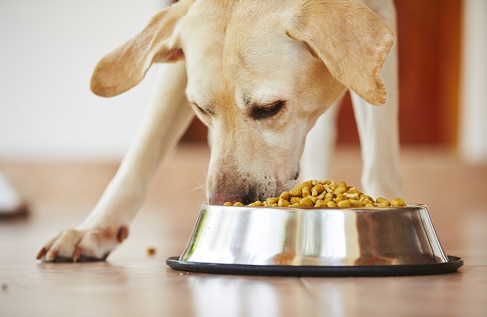 Понимание корма-холистик для собак: полное пособие